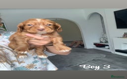 Cocker Spaniel dogs for sale: Cocker spaniel pups - Image 3