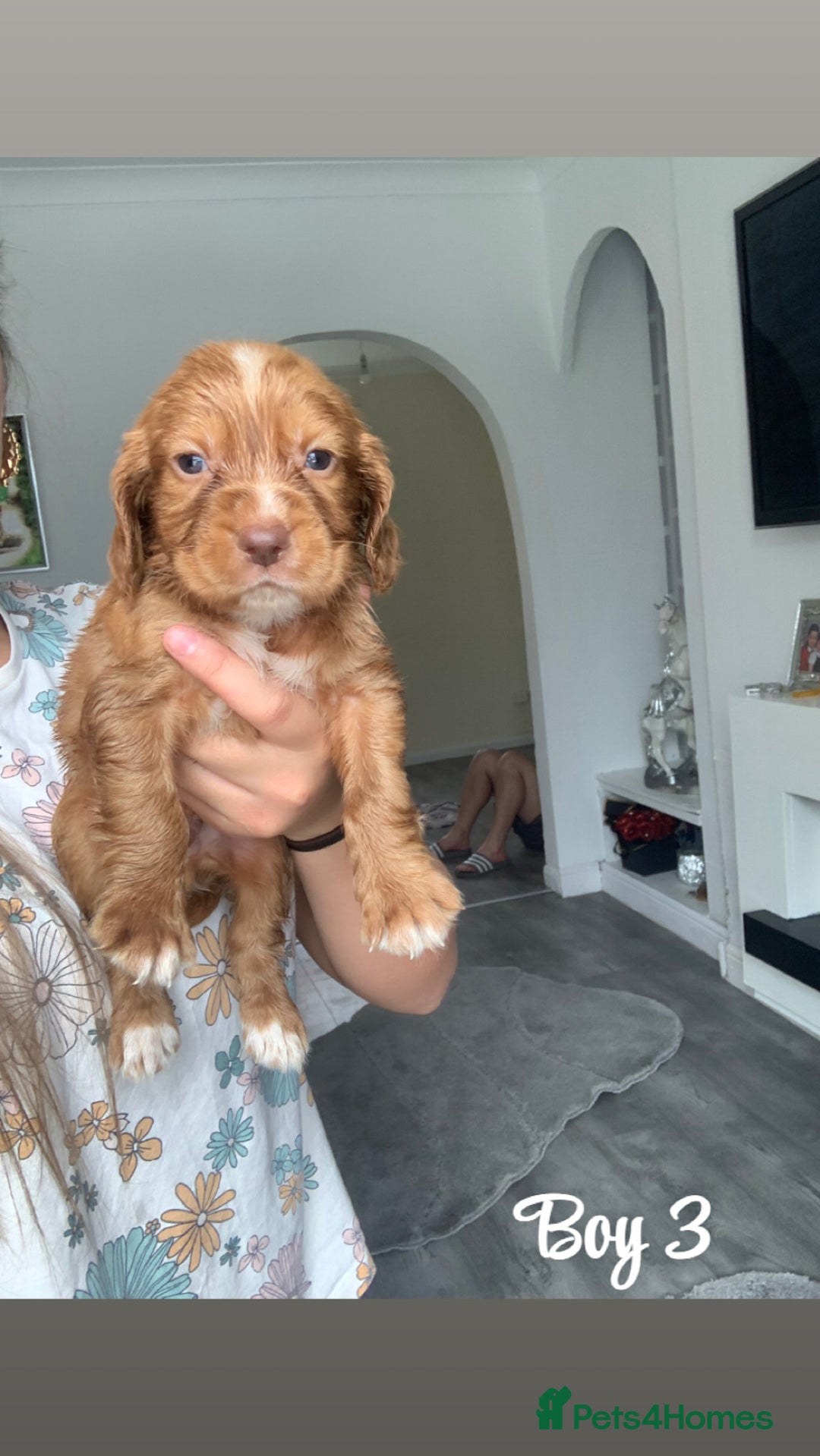Cocker Spaniel dogs for sale: Cocker spaniel pups - Image 3