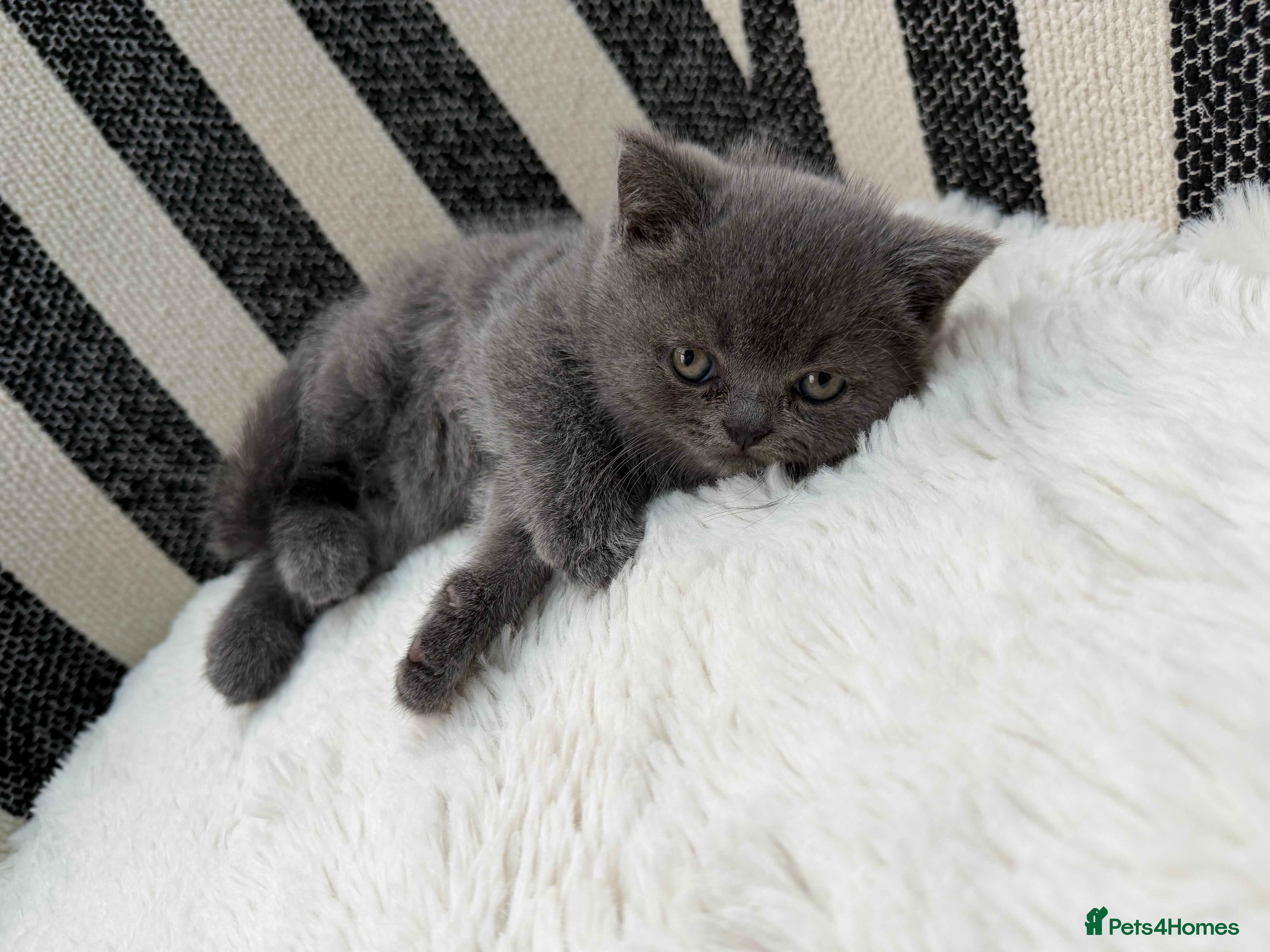 British Shorthair cats British Shorthair 💝 - Advert 6