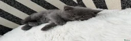 British Shorthair cats for sale: British Shorthair 💝 - Advert 25