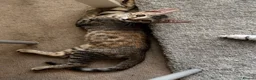 Mixed Breed cats for sale: savanna cross kitten - Advert 3