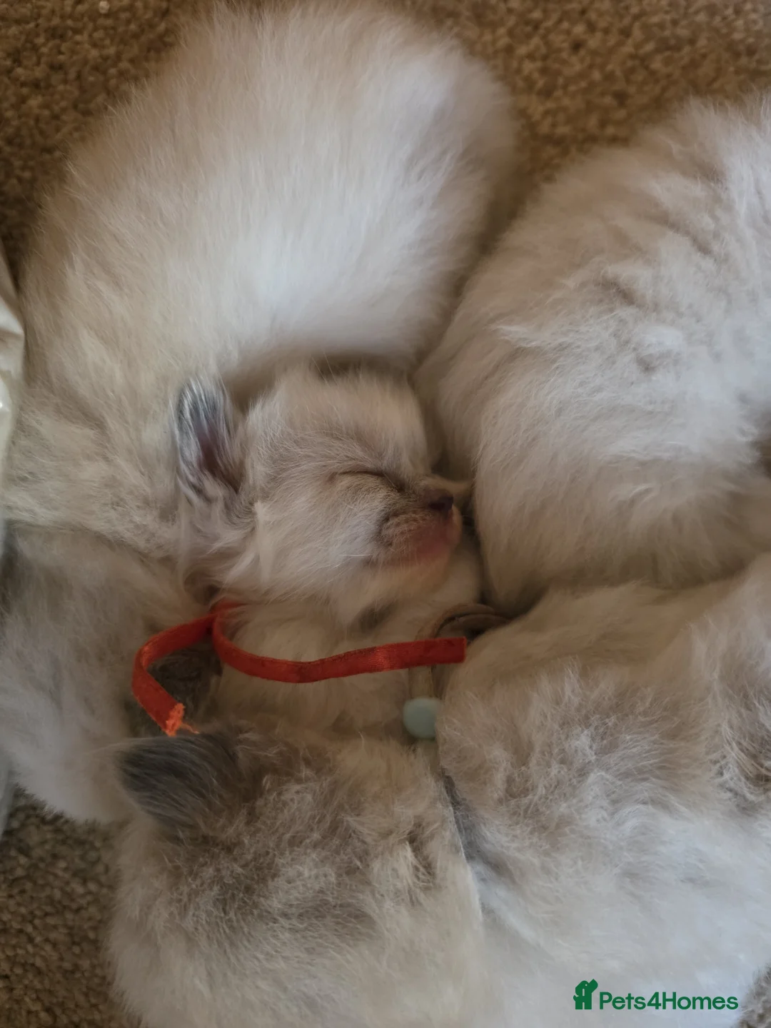 Ragdoll cats for sale: Accidentally litter - Advert 3