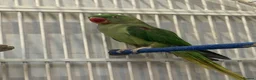 Parrots birds for sale: Young Male Alexandrine Parrot - Advert 5