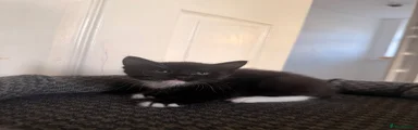 Domestic Shorthair 3