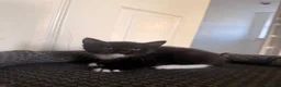 Domestic Shorthair cats for sale: 4 beautiful baby’s ready for there home - Advert 22