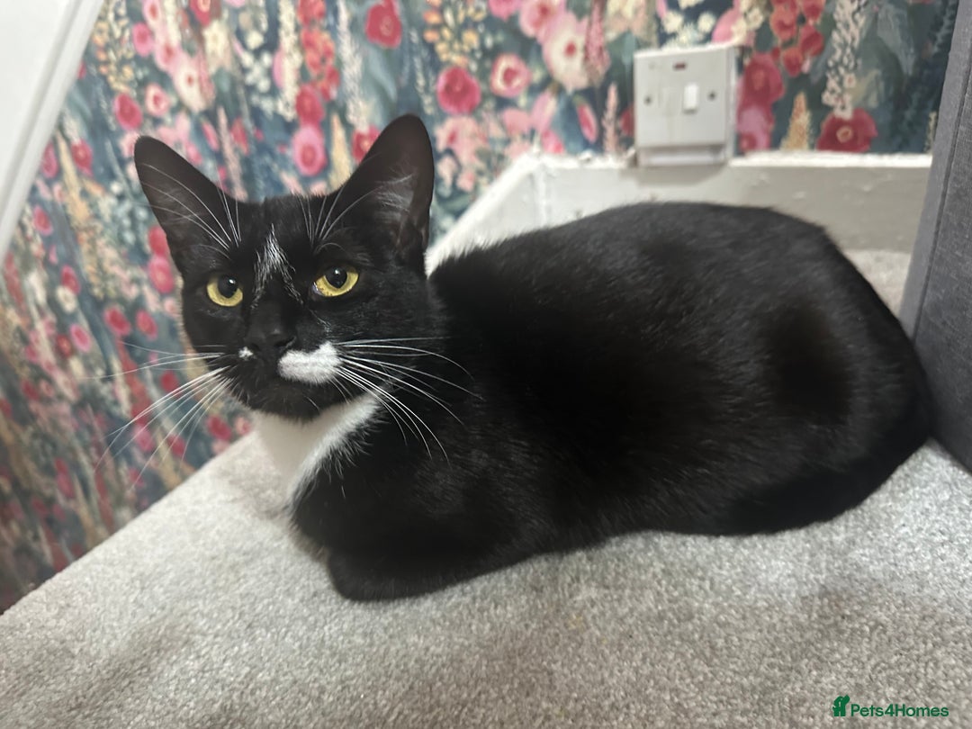 Mixed Breed cats for sale: Pregnant Adult Cat - Image 2