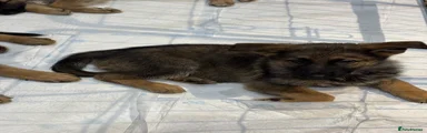 German Shepherd 4