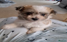 Mixed Breed dogs for sale: Beautiful Pomchon puppies FOR SALE - Image 9