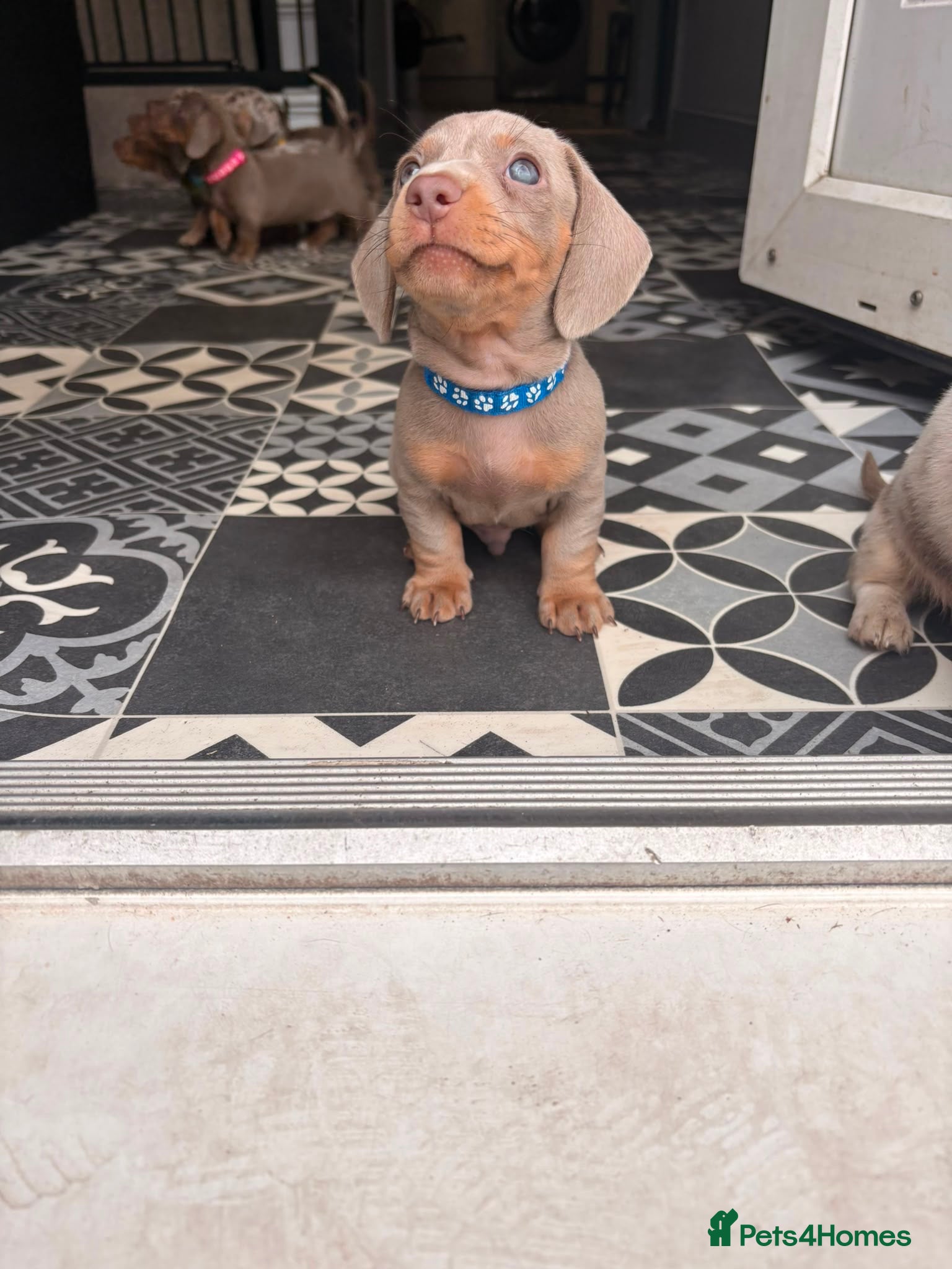 Miniature Dachshund dogs John s  - Advert 2