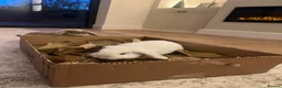 Mini Lop rabbits for sale: Bonded indoor free roam mini lop rabbits in Durham - Advert 3