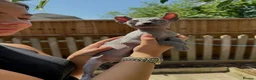 Sphynx cats for sale: Stunning sphinx kittens ready now - Advert 12