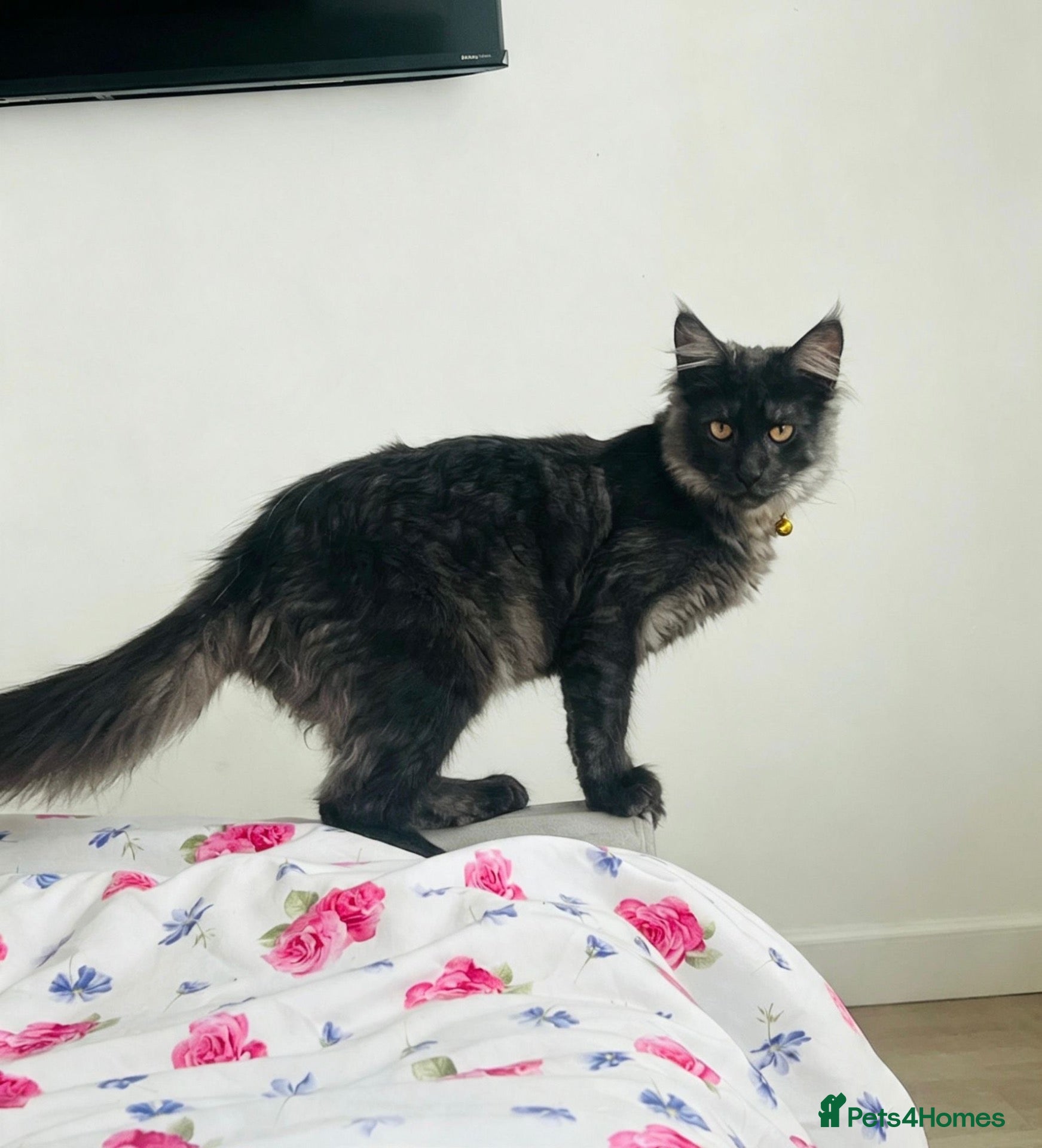 Maine Coon cats TICA ACTIVE REGISTERED MAINE COON  - Advert 4