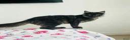 Maine Coon cats for sale: TICA ACTIVE REGISTERED MAINE COON  in Bradford - Advert 1