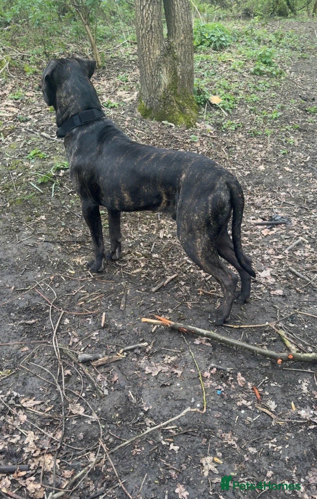 Mixed Breed dogs for sale: 8 beautiful bully x pups  - Advert 20