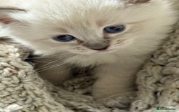 Ragdoll cats for sale: Lynx Seal Point and Seal Ragdoll Kittens - Image 5