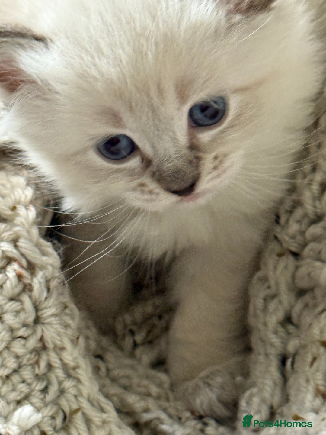 Ragdoll cats for sale: Lynx Seal Point and Seal Ragdoll Kittens - Image 5