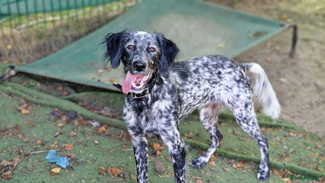 English Setter dogs for adoption: Dharma - Image 4