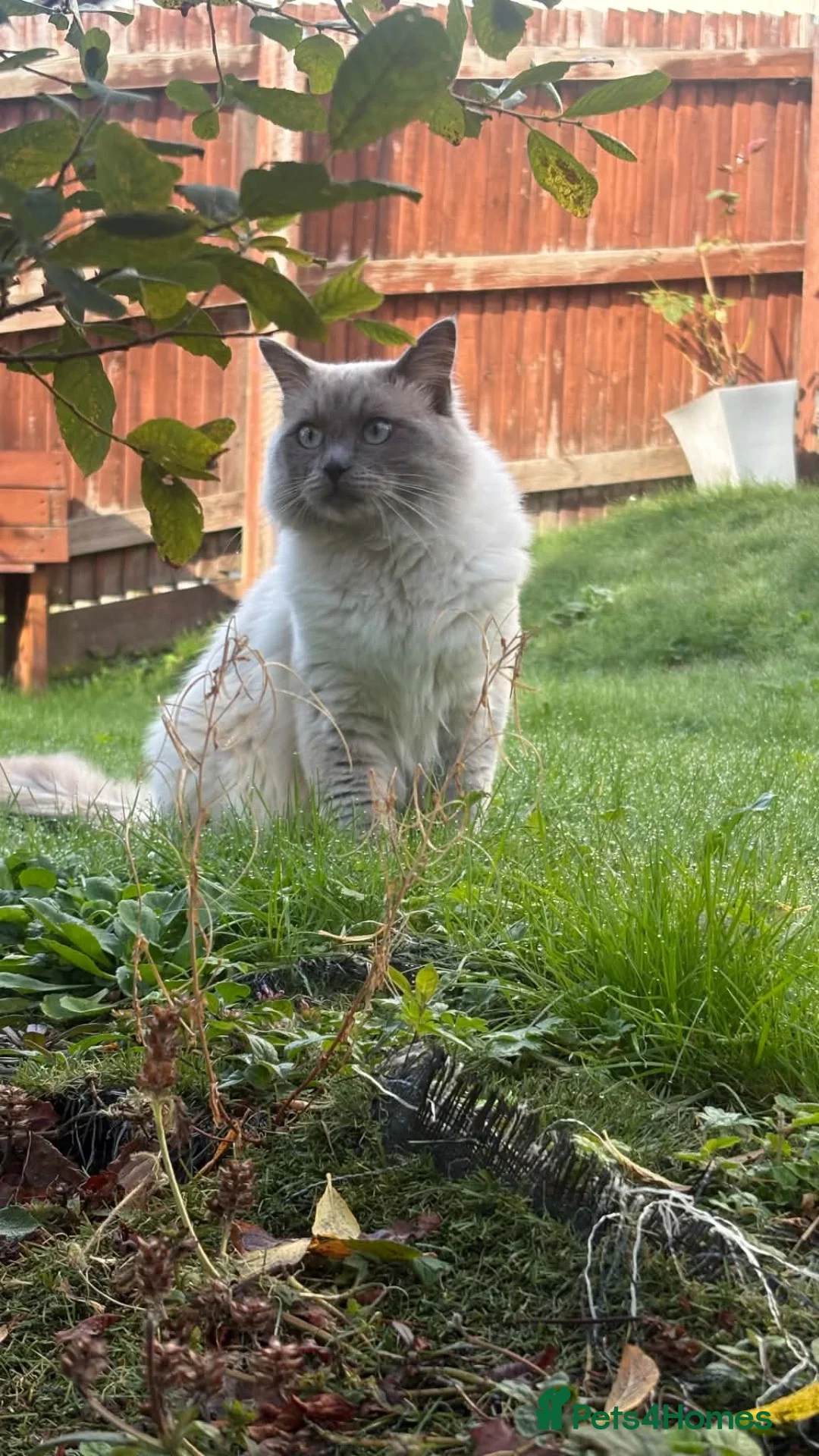 Ragdoll cats for stud: Blue point Ragdoll stud available!  in Wadebridge - Advert 2