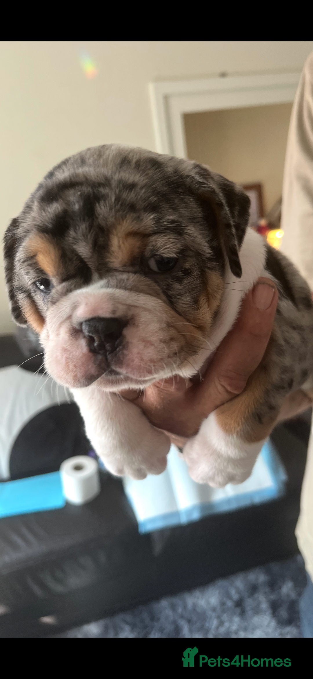 English Bulldog dogs for sale: We have 3 beautiful Bulldog girls  - Image 2