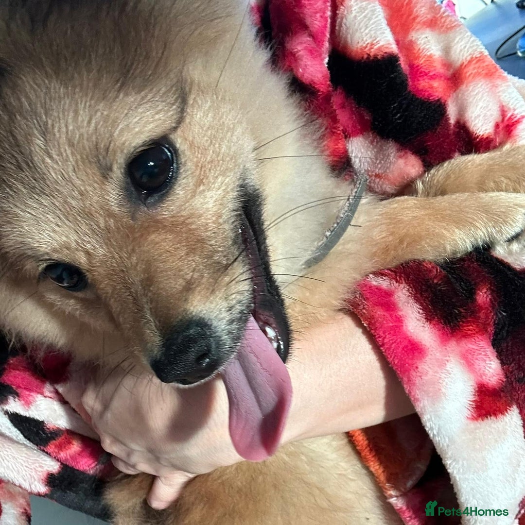 Mixed Breed dogs for sale: *RESERVED* 6 month old Pomeranian mix,m - Advert 5