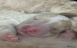 Cavapoo dogs for sale: Beautiful F1bb cavapoo pups - Image 4