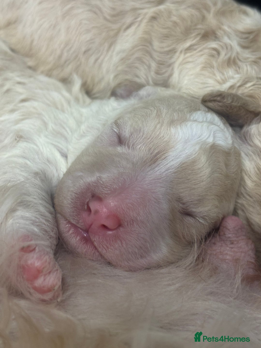 Cavapoo dogs for sale: Beautiful F1bb cavapoo pups - Image 4