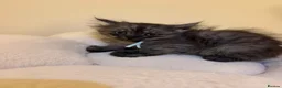 Mixed Breed cats for sale:  Persian mix kittens  in Bradford - Advert 19