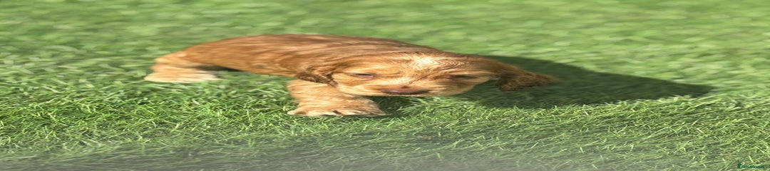 Cocker Spaniel Puppy 2