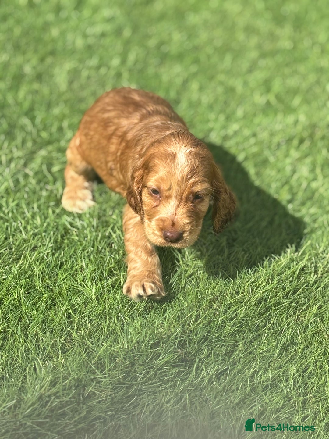 Cocker Spaniel dogs for sale: Pedigree-Show Type Cocker Spanial puppies  - Image 4