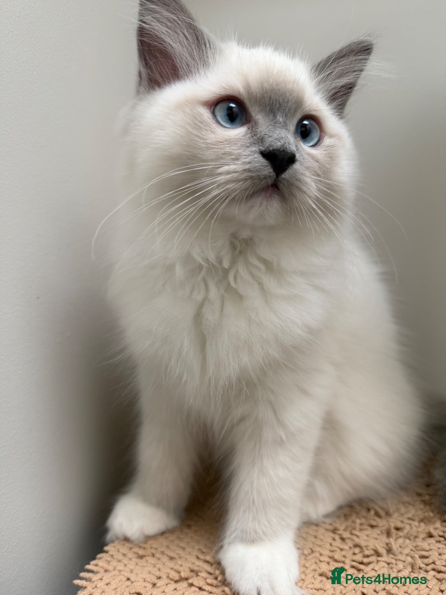 Ragdoll cats Last STUNNING Ragdoll Kitten Remaining 😍 - Advert 1