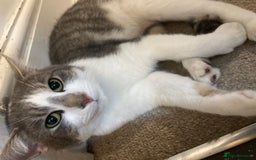 Domestic Shorthair cats for sale: Milo  - Image 4
