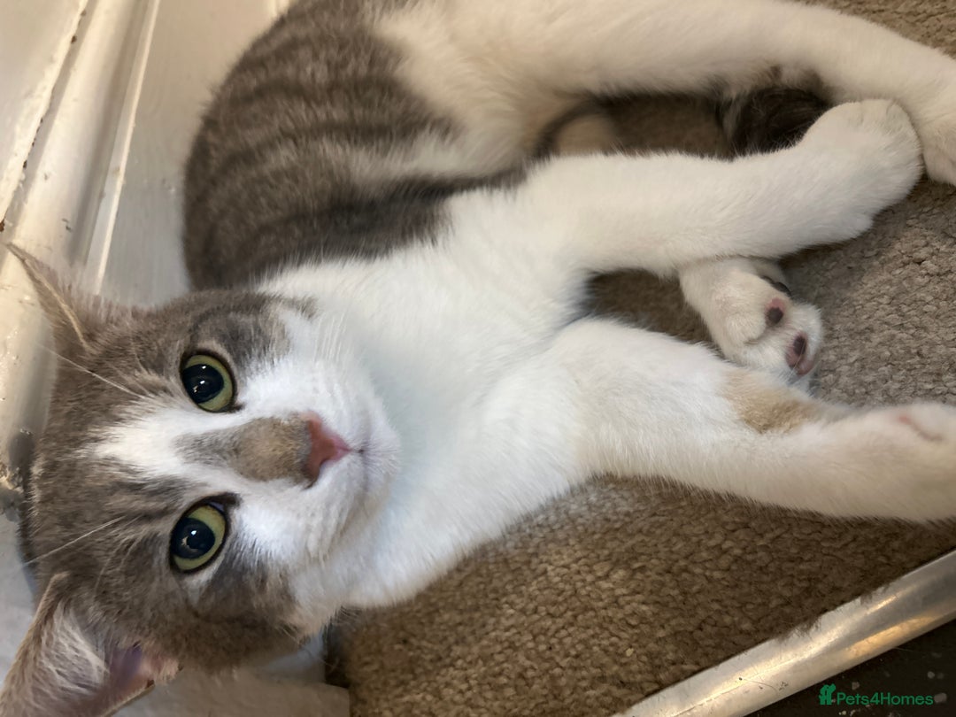 Domestic Shorthair cats for sale: Milo  - Image 4
