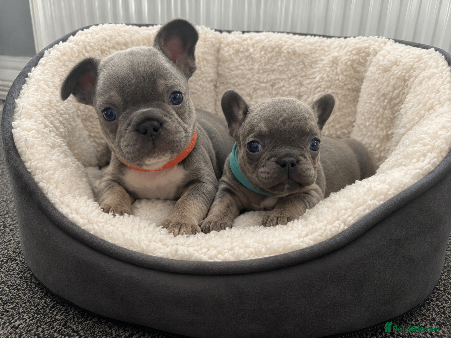 French Bulldog dogs Stunning French bulldogs 🐶 - Advert 2