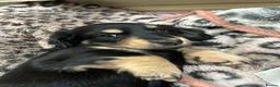 Miniature Dachshund dogs for sale: Miniature longhaired dacsund babies  - Advert 1
