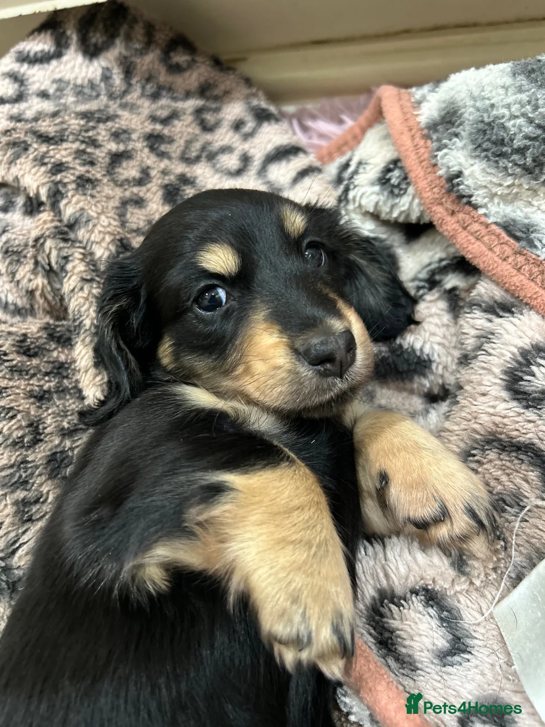 Miniature Dachshund dogs for sale: Miniature longhaired dacsund babies  - Advert 1