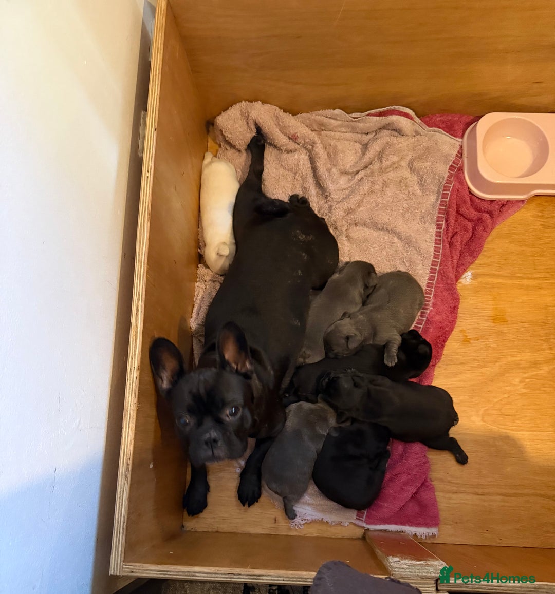 French Bulldog dogs for sale: ** Last grey female for sale ** - Advert 4