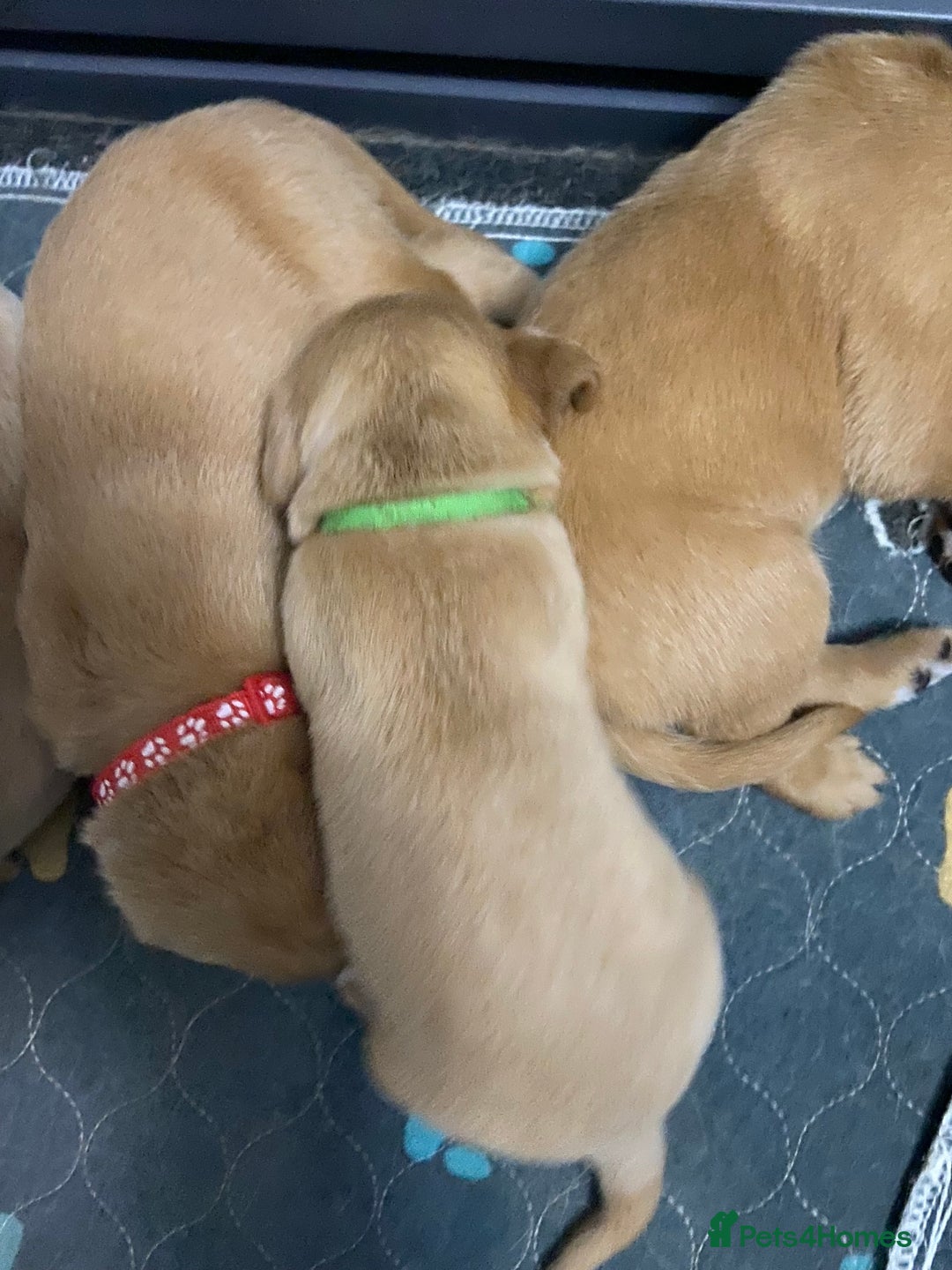 Labrador Retriever dogs for sale: Stunning fox-red labs 4boys left for sale  - Image 10