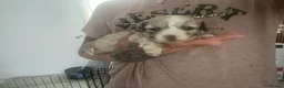 Mixed Breed dogs for sale: Shih-poo X Puppies - Advert 14