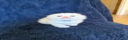 Scottish Fold cats for sale: Beautiful Scottish Fold & Straight Kittens - Advert 31