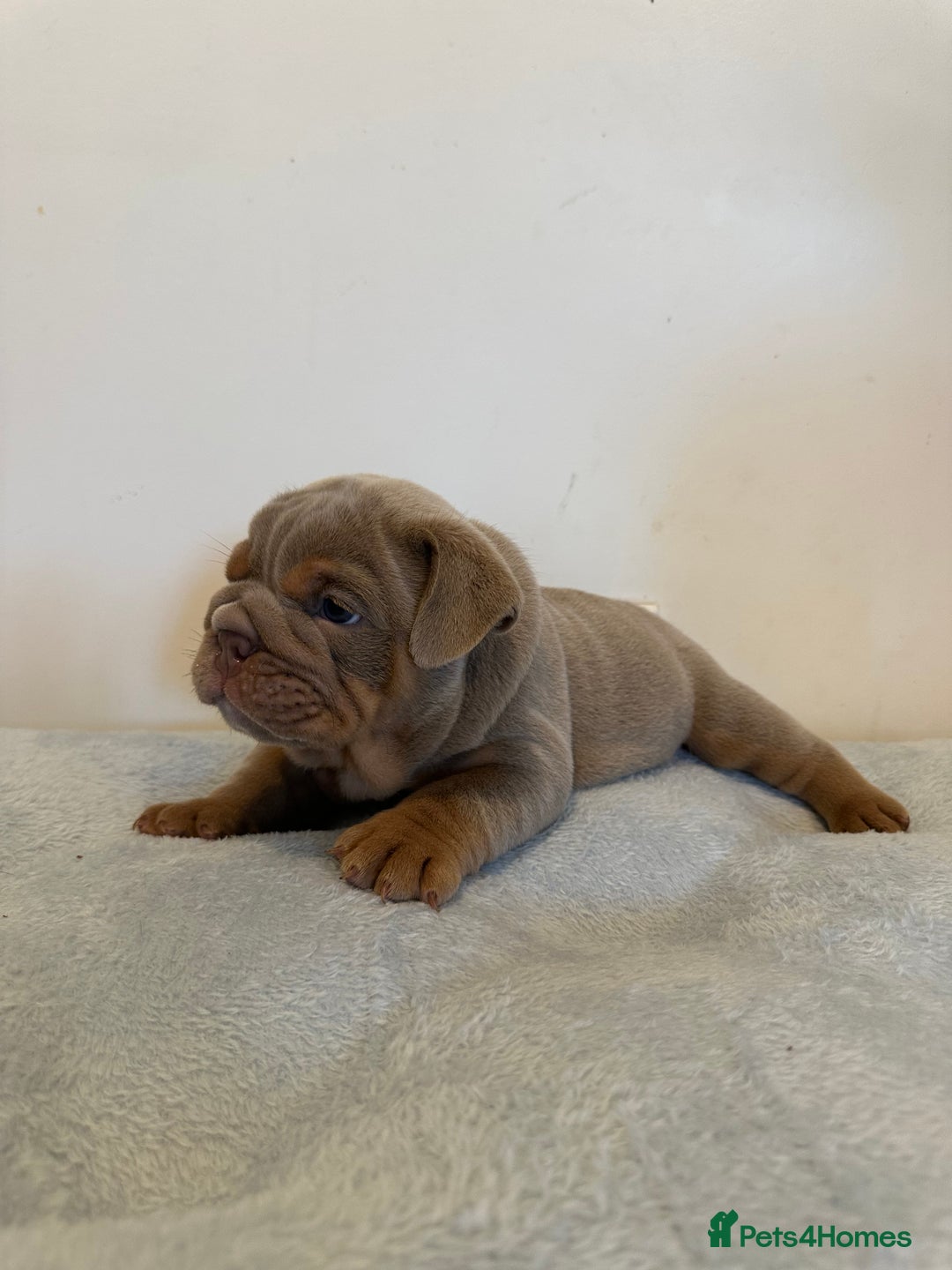 English Bulldog dogs for sale: Stunning KC Registered English Bulldog Puppies - Image 17