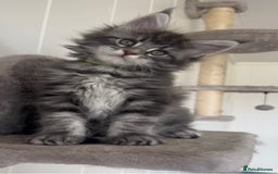 Maine Coon cats for sale: Pedigree GCCF reg Maine Coon kittens for sale  - Image 14