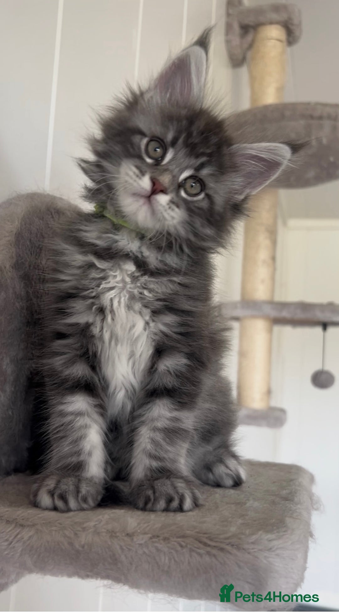 Maine Coon cats for sale: Pedigree GCCF reg Maine Coon kittens for sale  - Image 14
