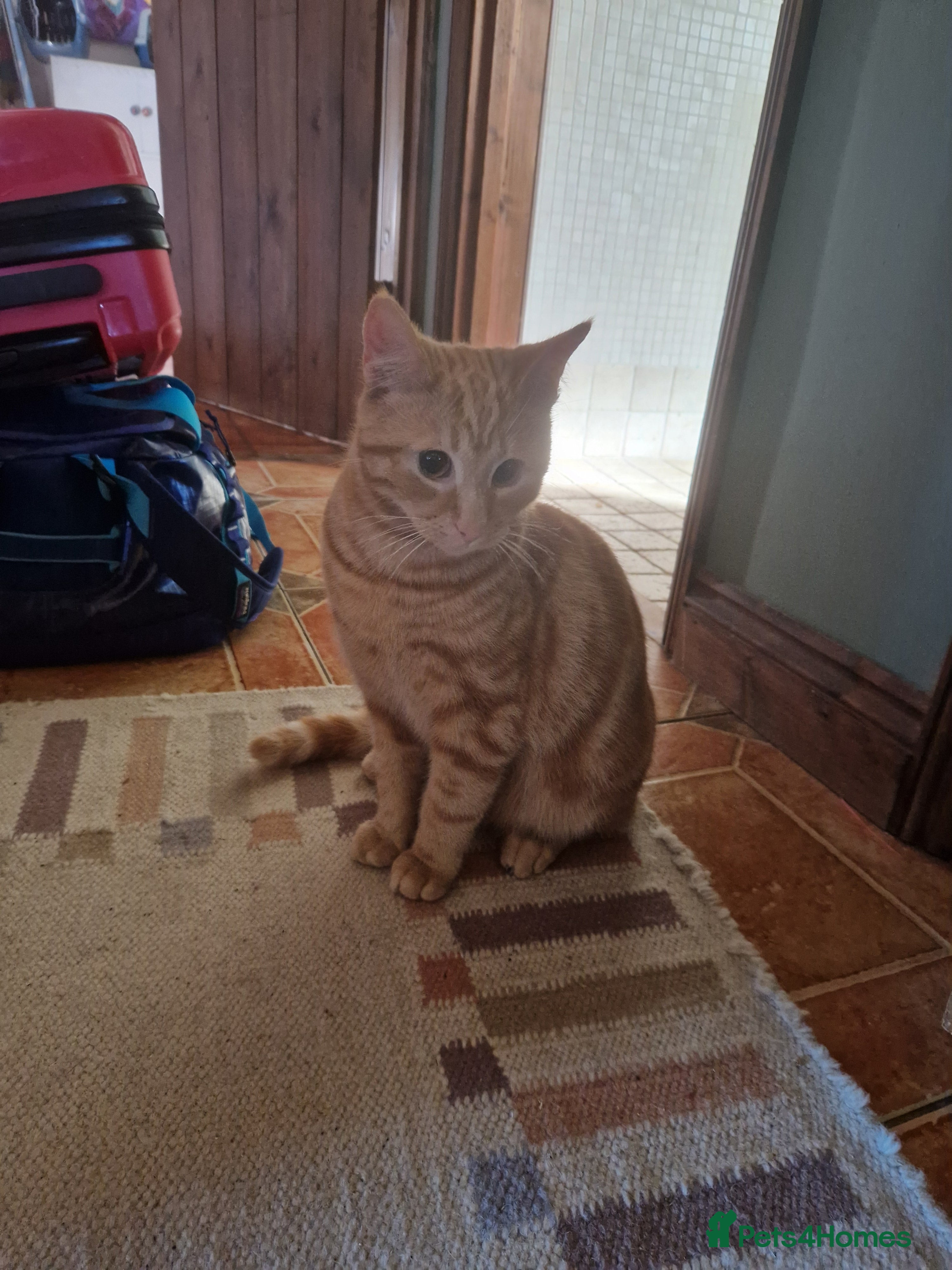 Domestic Shorthair cats neutered male ginger cat  - Advert 2