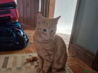 Domestic Shorthair cats neutered male ginger cat - Advert 2