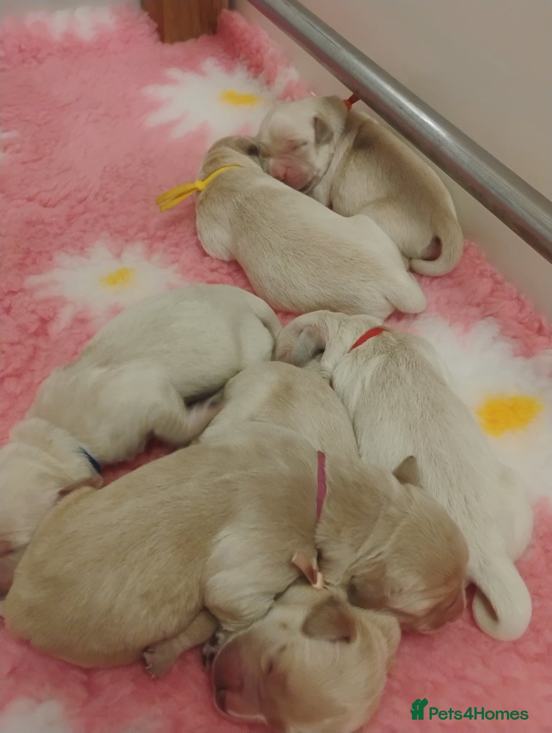 Golden Retriever dogs for sale: KC Fully health tested Golden retriever puppies - Image 11