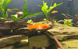Swordtails fish for sale: Swordtails orange lyretail,kohak,tri colour  - Image 10