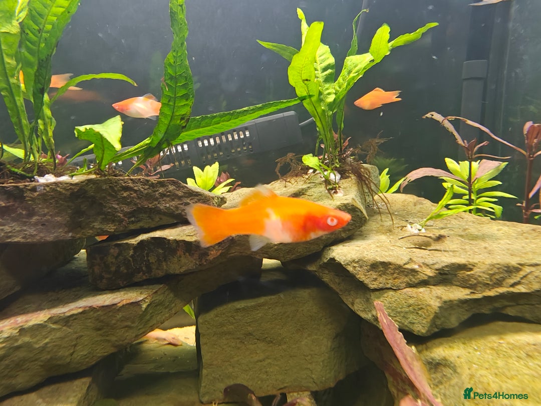 Swordtails fish for sale: Swordtails orange lyretail,kohak,tri colour  - Image 10