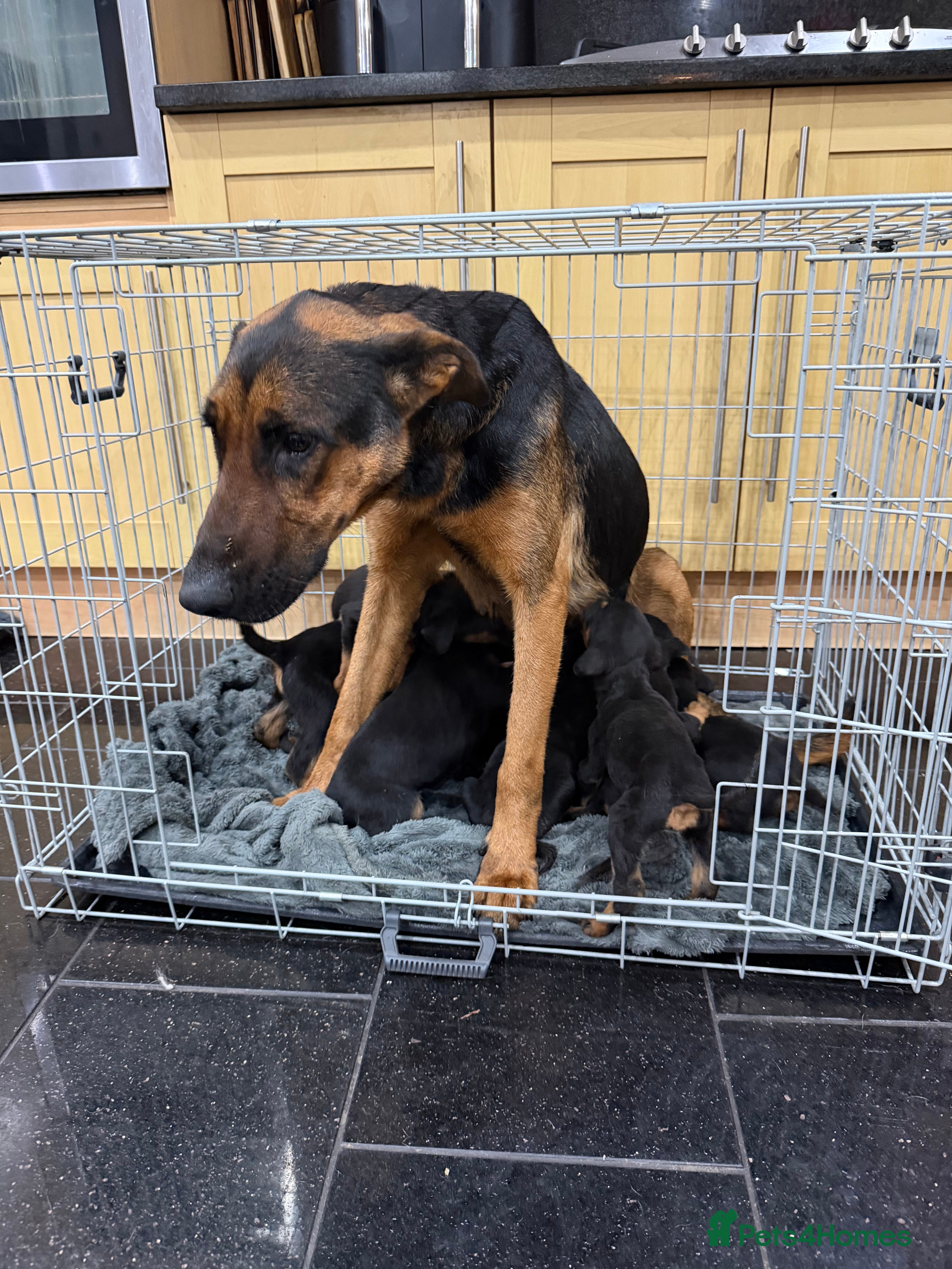 Mixed Breed dogs Doberman X puppies for sale  - Advert 1