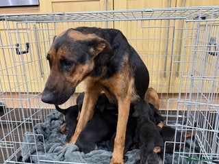 Mixed Breed dogs Doberman X puppies for sale - Advert 1