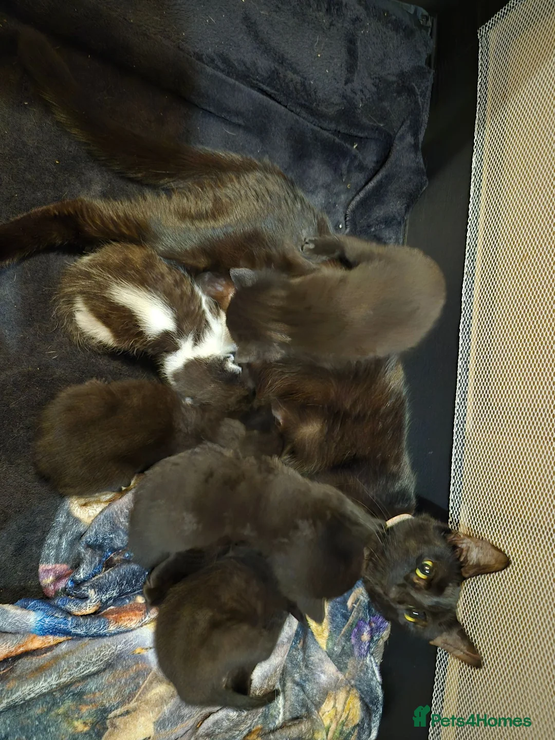 Mixed Breed cats for sale: 3 adorable black kittens - Advert 6